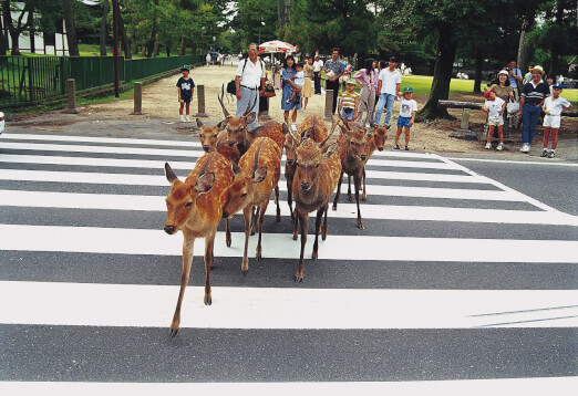 Nara