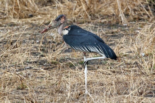 scavenging maribou stork)