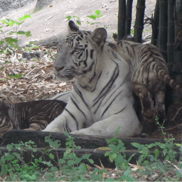 Arignar Anna Zoological Park - WOC layover tips