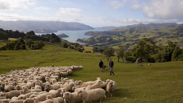 Banks-peninsula-farm- WOC layover tips