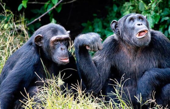 Ngamba Island Chimpanzee Sanctuary