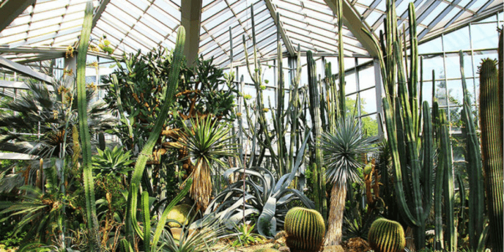 Frankfurt layover-Palmenhaus 