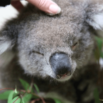 Things to do in Melbourne