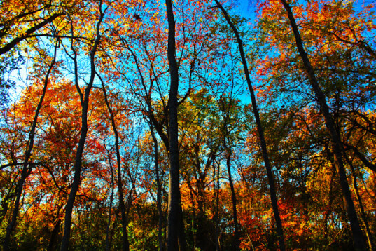 Great Trinity Forest 