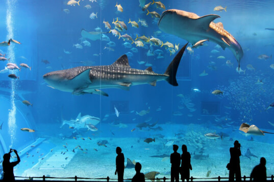 Osaka Aquarium 