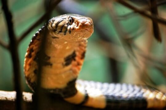 Uganda Reptiles Village