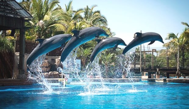 Gambit the Dolphin - uShaka Marine World