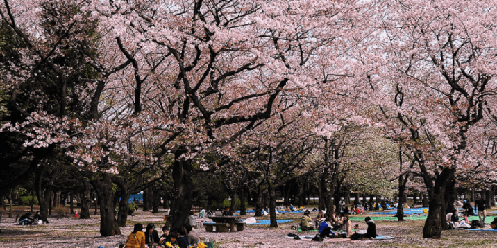 Tokyo Layover -Yoyogi Koen